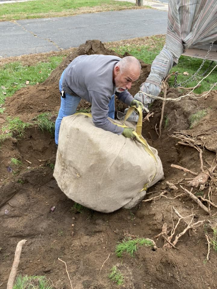 Professional tree planting services in Connecticut by Pete's Lawn Care